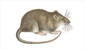 Tegning af en rotte Tegning af en rotte